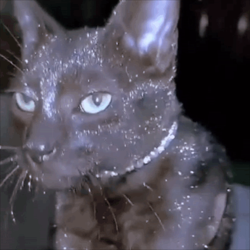 glitter-glitter-cat.gif