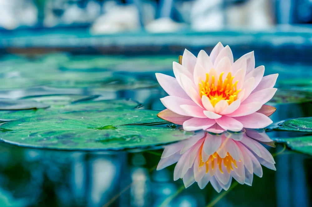 lotus-flower.webp