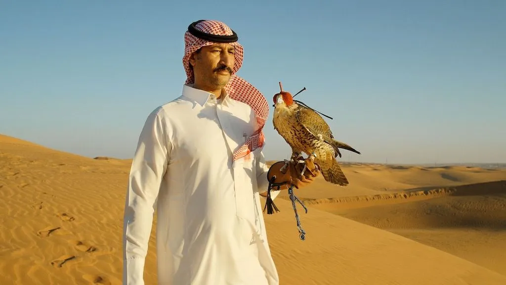 Most Saker falcons today captive-bred.webp