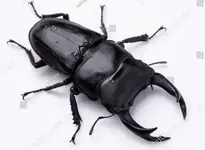 stock-photo-photo-of-a-giant-stag-beetle-against-a-white-background-the-largest-stag-beetle-i...webp