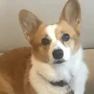brightoncorgi