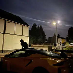 EmiraCats1.jpg