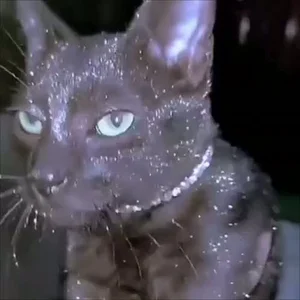 glitter-glitter-cat.mp4