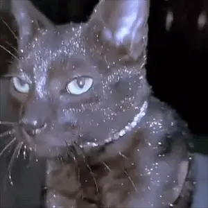 glitter-glitter-cat.gif