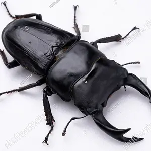 stock-photo-photo-of-a-giant-stag-beetle-against-a-white-background-the-largest-stag-beetle-i...webp