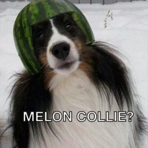melon collie.jpg
