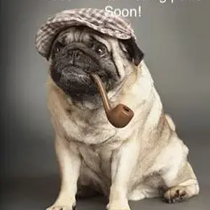 pug holmes.jpg